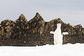 Adult chinstrap penguin (Pygoscelis antarcticus) at Robert Point, South Shetland Islands, Antarctica