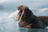Walrus (Odobenus rosmarus) yawning in the water among the ice, Svalbard archipelago