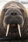 Portrait of a walrus (Odobenus rosmarus) on Ede Island, Svalbard archipelago
