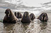 Group of walruses (Odobenus rosmarus) near the beach of North-East Earth, Svalbard archipelago