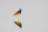 Adult White-tailed Lapwing (Vanellus leucurus) and its reflection on a pond in Uzbekistan