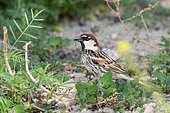 Adult male Spanish Sparrow of an Asian subspecies (Passer hispaniolensis transcaspicus) on the ground, Uzbekistan