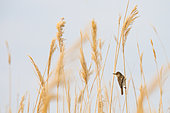 Clamorus Reed-Warbler (Acrocephalus stentoreus) posing in the reeds near a lake in Uzbekistan