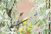 Adult Sykes's warbler (Iduna rama) on a branch, Uzbekistan