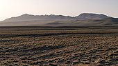 Steppe landscape with mountain range in background in Uzbekistan