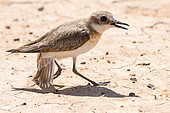 Female Leschenault's Gravelot (Charadrius leschenaultii) feigning injury to ward off danger away from the nest in Uzbekistan.