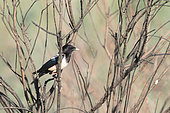 Male Rosy Starling (Sturnus roseus) posing in a bush in Uzbekistan
