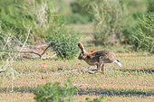 Tolai hare (Lepus tolai) running through the bushy steppe of Uzbekistan