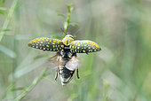Adult Julodis variolaris beetle in flight, Uzbekistan
