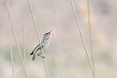 Male Clamorrous Reed Warbler (Acrocephalus stentoreus) singing perched on a reed, Uzbekistan