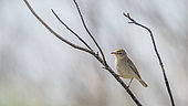 Sykes's warbler (Iduna rama) on a branch in the steppe of Uzbekistan