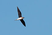 Black-winged Pratincole (Glareola nordmanni) in flight, Uzbekistan