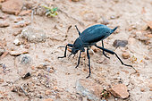 Blaps sp beetle moving over bare ground on the steppe of Uzbekistan