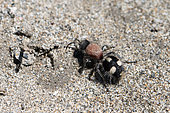 The velvet ant (Dasylabris maura) on the sandy soil along the banks of the Durance river in Provence, France.