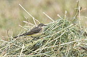 Female spring wagtail (Motacilla flava) on the ground, Provence, France