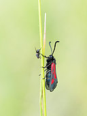 Face to face between a Discrete burnet (Zygaena nevadensis) and a fly on a grass stem, Banon, Alpes-de-Haute-Provence, France