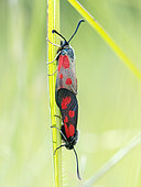 Mating of Slender Scotch burnet (Zygaena loti) on a grass stem, Banon, Alpes-de-Haute-Provence, France