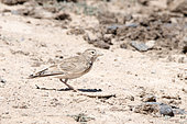 Turkestan short-toed lark (Alaudala heinei) on the ground in the steppe, Betpak-Dala, Kazakhstan