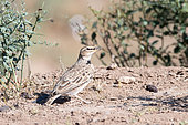 Bimaculated lark (Melanocorypha bimaculata) on the ground in the Steppe, Betpak Dala, Kazakhstan