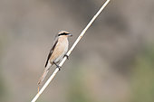 Isabelline Shrike (Lanius isabellinus) posing on a reed, Kazakhstan