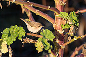 Siberian Warbler (Phylloscopus collybita tristis) migrating through a garden on the Ile de Sein in Brittany, France