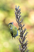 Female siskin (Spinus spinus) feeding on the dry stem of a Common eveningprimrose (Onagra biennis) in a garden on the Ile de Sein in Brittany, France.