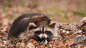 Raccoon (Procyon lotor) equipped with an earpiece and transmitter collar for scientific monitoring, Ardennes, Belgium
