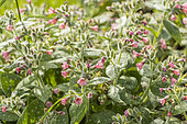 Lady's tears 'Dora Bielefeld', Pulmonaria saccharata ‘Dora Bielefeld', flowers