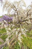 Chinese wisteria, Wisteria sinensis, 'Alba', in bloom