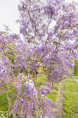 Japanese wisteria, Wisteria floribunda, 'Rosea', in bloom