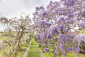 Japanese wisteria, Wisteria floribunda, 'Rosea', in bloom