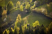 Meadows, marsh areas, in Liesertal valley, Wetschenbach, Carinthia, Austria, Europe