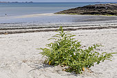 Sea beet (Beta vulgaris maritima) on a sandy beach, Cotes-d'Armor, France