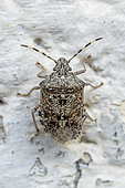 Mottled shieldbug (Rhaphigaster nebulosa) on a wall, Bouches-du-Rhone, France