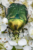 Rose Chafer (Cetonia aurata) on Firethorn (Pyracantha sp.) flowers, Cotes-d'Armor, France