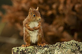 Red squirrel (Sciurus vulgaris) on a branch in a garden, Yvelines, France