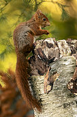 Red squirrel (Sciurus vulgaris) on a trunk in a garden, Yvelines, France