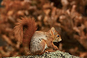 Red squirrel (Sciurus vulgaris) on a branch in a garden, Yvelines, France