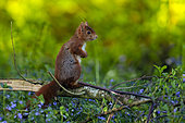 Red squirrel (Sciurus vulgaris) in ground ivy (Glechoma hederacea) in a garden, Yvelines, France