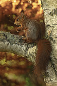 Red squirrel (Sciurus vulgaris) on a branch in a garden, Yvelines, France