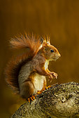 Red squirrel (Sciurus vulgaris) on a branch in a garden, Yvelines, France