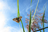 Lesser purple emperor (Apatura ilia), on a leaf of Common Reed (Phragmites australis), at the edge of a pond, in La Robertsau at the end of summer, in the Réserve Naturelle Nationale du massif forestier de la Robertsau et de La Wantzenau. Alsace, France