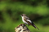 Pied Flycatcher (Ficedula hypoleuca), Isère, France
