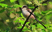 Long-tailed Tit (Aegithalos caudatus) juvenile on a branch, Isère, France