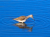 Redshank (Tringa nebularia) in water, Isère, France