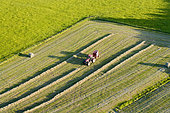Aerial view of a natural meadow, a farmer baling round bales of hay in the setting sun, haymaking, France