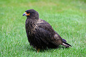 Striated Caracara (Phalcoboenus australis) Carcass island, Falkland