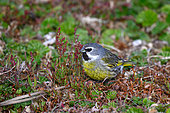 White-bridled Finch (Melanodera melanodera) male, Carcass Island, Falkland