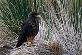 Striated Caracara (Phalcoboenus australis) Carcass island, Falkland