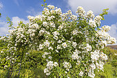 Rosa multiflora 'Seagull' hybrid rose, Rosa 'Seagull' Breeder: Pritchard 1907, in bloom